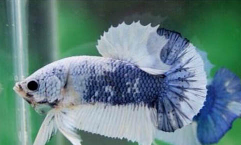 小精靈魚產(chǎn)卵了怎么辦