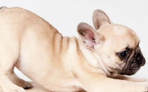 斗牛犬比賽看哪個好看