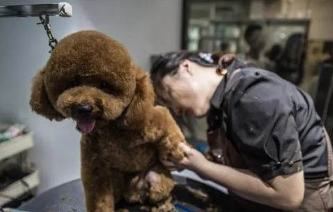 泰迪犬一只多少錢?