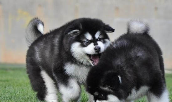 純種阿拉斯加犬長什么樣子