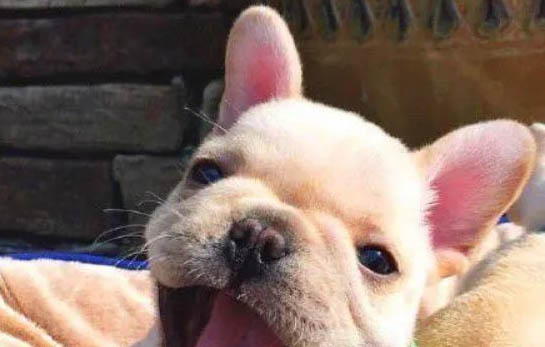 如何制止狗狗的亂叫
