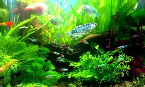養(yǎng)魚需要什么條件