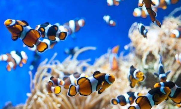 沒有魚糧可以給魚吃什么