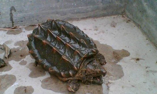 鱷魚龜怎樣好養