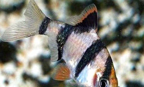虎皮魚可以和什么魚混養(yǎng)