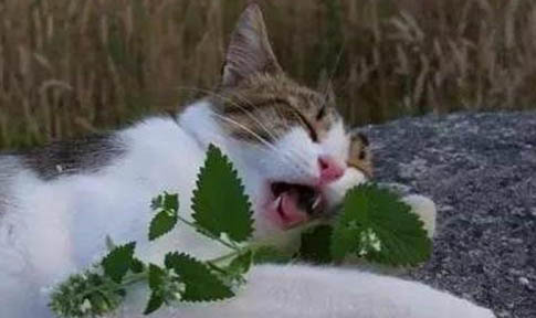 貓沒食欲沒精神消瘦一直喝水