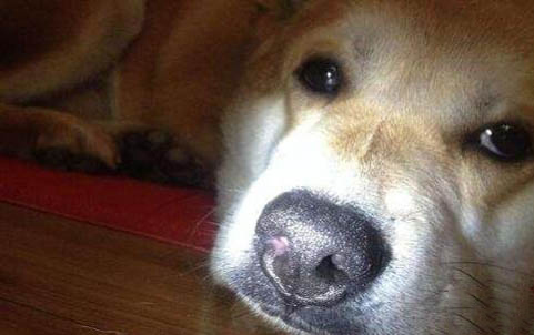 狗狗打完疫苗之后多久能出門