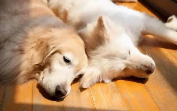 狗狗子宮蓄膿能活多久