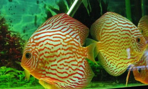 七彩神仙魚溫度