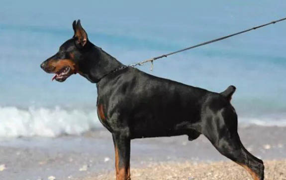 拳師犬和杜賓哪個好