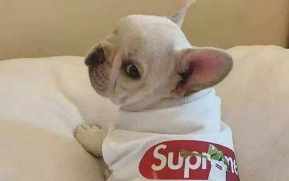 英斗犬和法斗犬區別有哪些