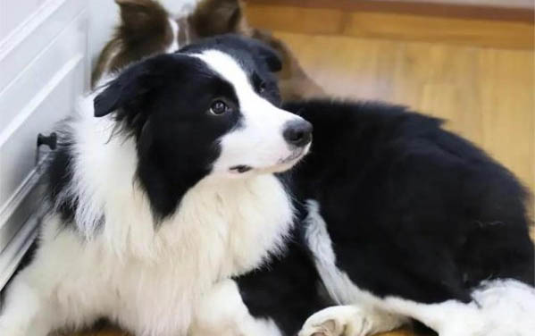 狗狗得了細小前兆是什么樣的