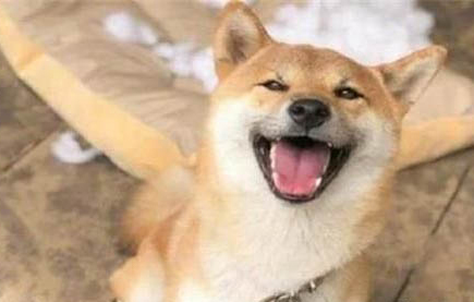 給柴犬取名的注意事項(xiàng)
