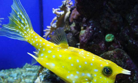 狗糧如何釣魚
