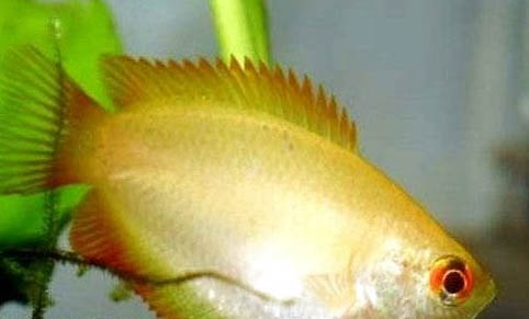 秋冬季好釣魚嗎？
