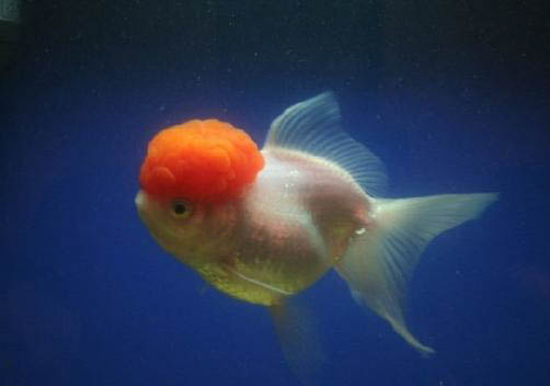 金魚不吃食的原因及處理方法