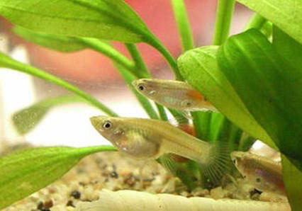 成吉思汗魚吃什么飼料