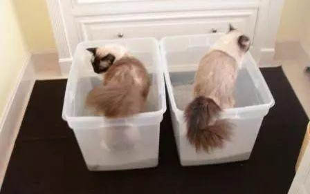 小貓鼻子干但是精神好是怎么回事？