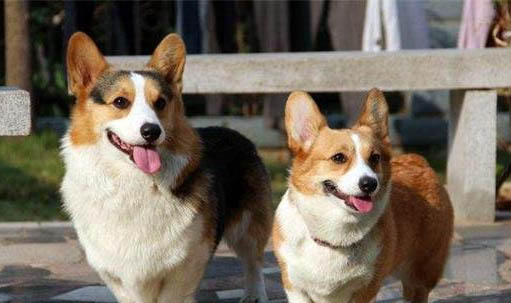 柯基犬嘔吐白沫的原因及處理方法