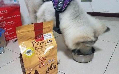 狗跟陌生人走的原因?