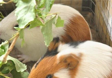 白色黑眼天竺鼠的飼養(yǎng)要點(diǎn)