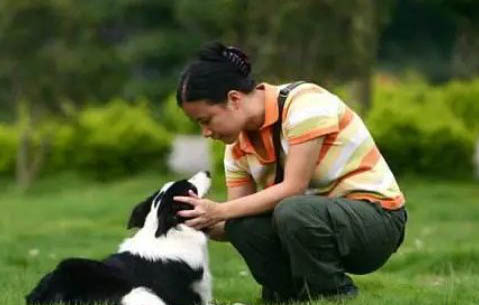 邊境牧羊犬訓練技巧有哪些