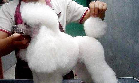 小型犬有哪些品種? 小型寵物狗價格排名