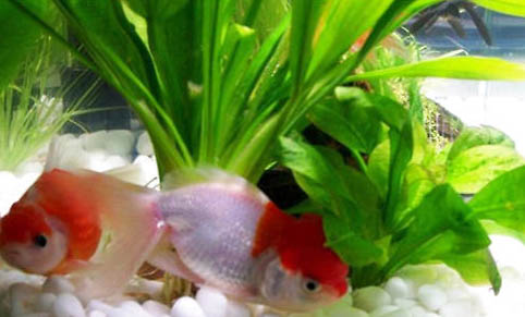 便宜好養(yǎng)的大型熱帶魚