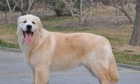 金毛犬可以吃米飯嗎