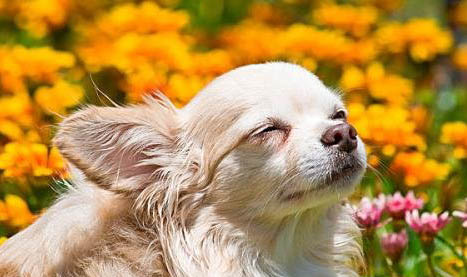 喂養(yǎng)吉娃娃犬仔犬奶粉的技巧
