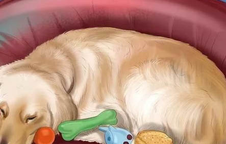 狗狗可以吃腸胃寶嗎