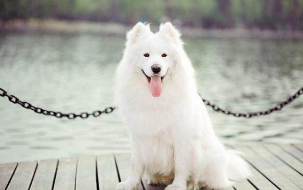 如何辨別薩摩耶幼犬