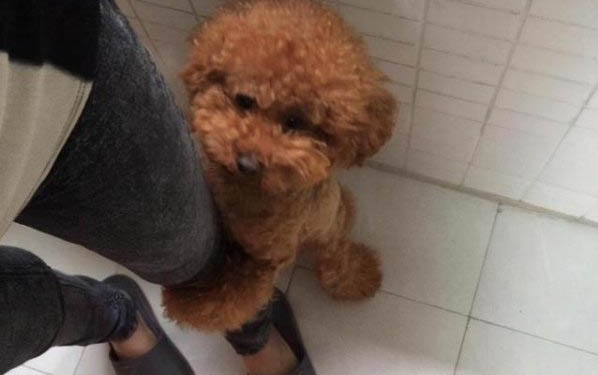 泰迪狗髕骨有哪些癥狀
