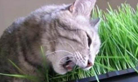 貓咪多久吃一次化毛膏