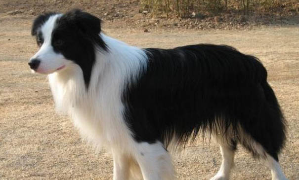 喜樂蒂牧羊犬老打噴嚏