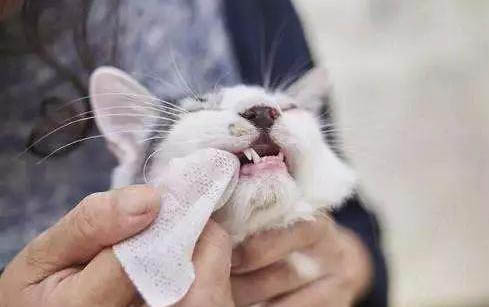 貓為什么不給摸后腿
