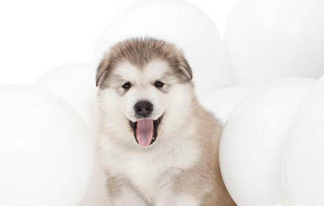 養阿拉斯加犬有什么好處和壞處嗎