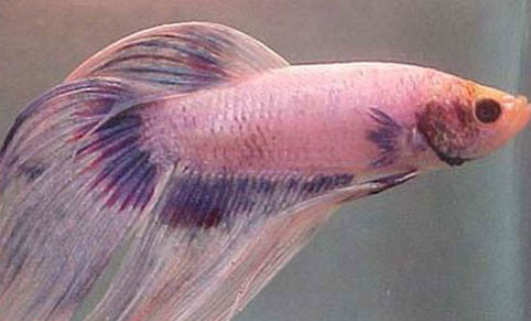觀賞魚地圖魚價(jià)格多少錢一條,什么樣的地圖魚值錢