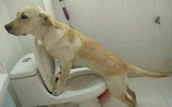 如何讓狗狗安靜下來(lái)