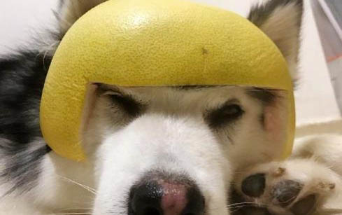 狗狗處方狗糧要吃多久