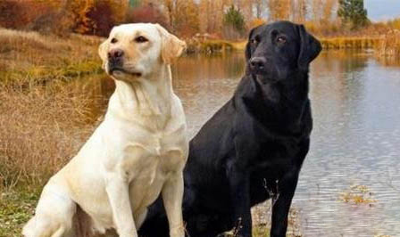 拉布拉多犬介紹