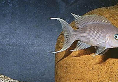 池塘死魚放什么藥