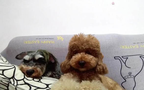 狗狗吃葡萄干多久才算沒事