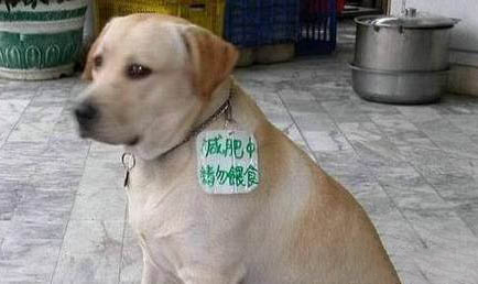 狗狗不能吃羊肉嗎