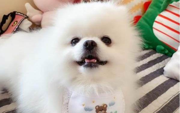 博美犬能活多久