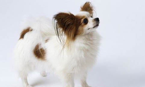 貓打完狂犬疫苗多久可以洗澡