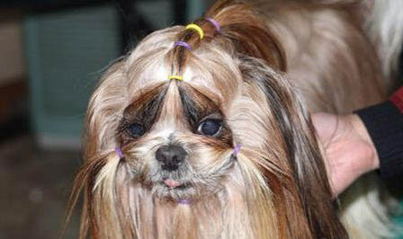 西施犬需要斷尾嗎?