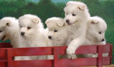 幼犬多大可以開始驅蟲