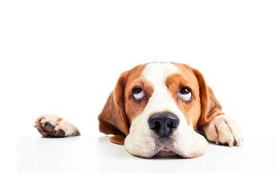 犬瘟抽搐是怎么樣的癥狀