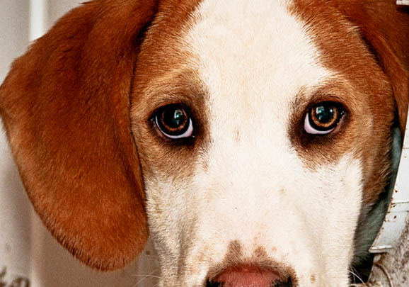 英國獵狐犬的起源和歷史
